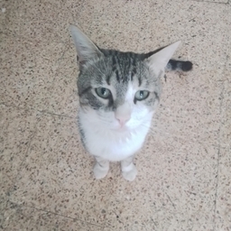 t.meow