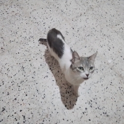 t.meow